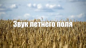 Звук летнего поля жужжание пчел и насекомых  для отдыха, расслабления и сна