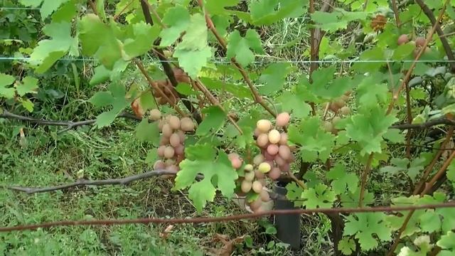 Виноград "Гурман ранний" на 13 августа 2016г. смотреть онлайн