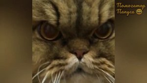 Говорящие коты! Лучшая подборка #33 ???