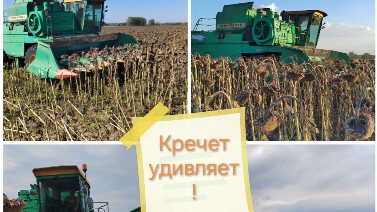 Уборка подсолнечника 2023! Российская селекция удивляет!