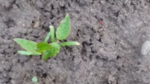 Как вырастить кизил из косточки в открытом грунте