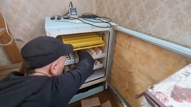 !!!Заложил яйцо в самодельный инкубатор 05.02.2022г... смотреть онлайн