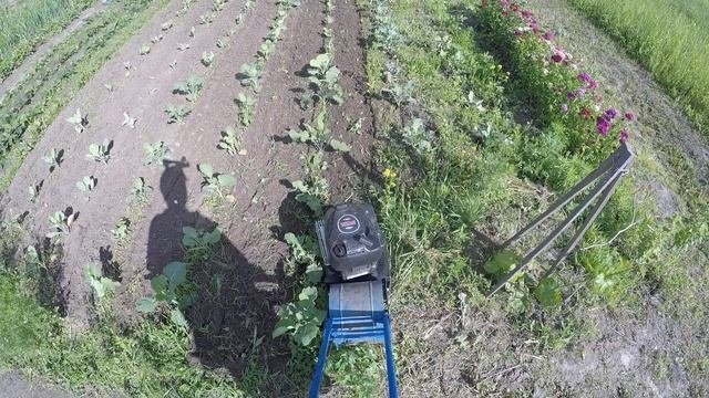 ЛопЛош / Мотокультиватор / Прополка капусты