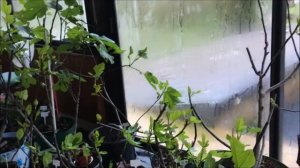 Figs. Выращивание инжира в контейнере. Развитие инжира на 21 марта. Бреба на 1-урожайных сортах.