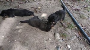 Жестокая драка собак