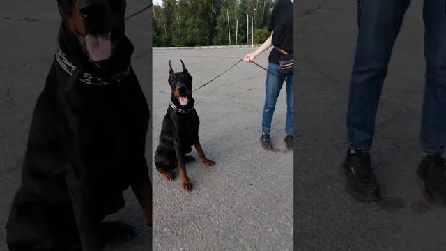 Very large doberman ( Очень крупный доберман )