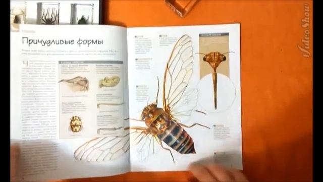 Насекомые №8 - Азиатская цикада