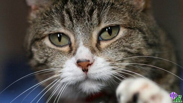 Слышу во сне, как кошка меня зовёт, так и говорит человеческим голосом - «Вставай, пора просыпаться смотреть онлайн