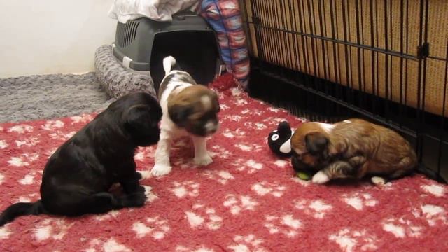 Тибетский терьер (Щенки, два дня до месяца) смотреть онлайн