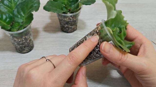 Размножение фиалок черенками. Какие черенки дают "деток".