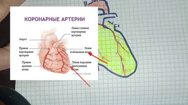 коронарное кровообращение, круги кровообрашение,анатомия сердца изранов, строение сердца анатомия,