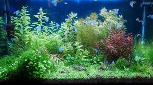 Подбор рыбок для аквариума