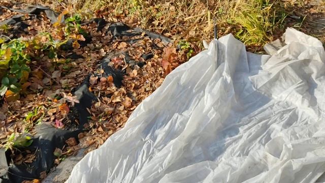 КЛУБНИКА. Укрывать или не укрывать на зиму? Чем и когда? смотреть онлайн