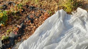 КЛУБНИКА. Укрывать или не укрывать на зиму? Чем и когда?