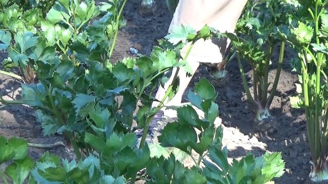 Лук-порей и сельдерей корневой в августе смотреть онлайн