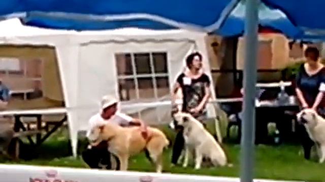 СУР АТАМ ЮЗБАШ 31 МАЯ 2014 ВЫСТАВКА "КУБОК ТИХОГО ДОНА" смотреть онлайн