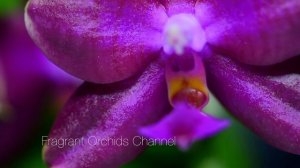 Sweet fragrant orchid. Phalaenopsis Lea Marie Salazar.