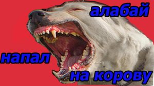 Алабай среднеазиатская овчарка напал