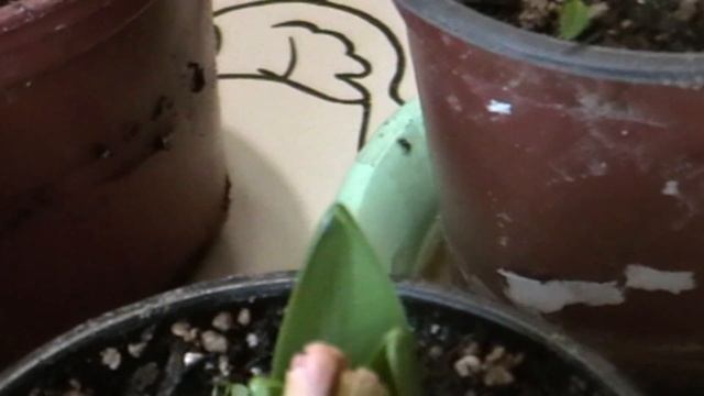 Гиацинты зимой !!! смотреть онлайн