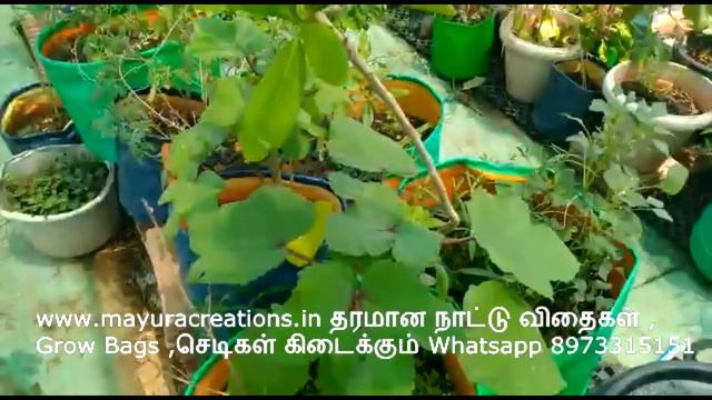 வீட்டில் என்ன செடி வைக்கலாம் , வைக்கக் கூடாது விளக்கமான வீடியோ