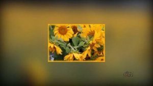 Осенние Цветы