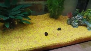 ЗАПУСК АКВАРИУМА. ЗАПУСК УЛИТОК. NEW HOME FOR SNAILS