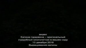 Нежная красавица калина Саржента: популярные разновидности сорта