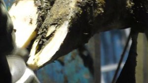 Профилактическая обрезка копыт у коров