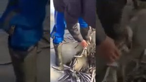 Рыбалка на Буссе (Сахалин)