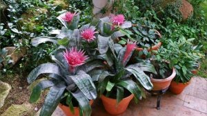 Секреты выращивания и цветения эхмеи полосатой!!!