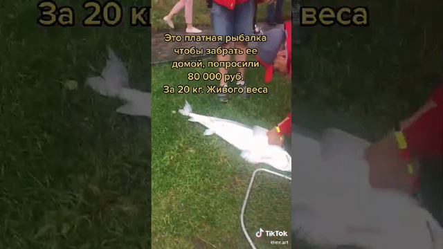 метатель 2