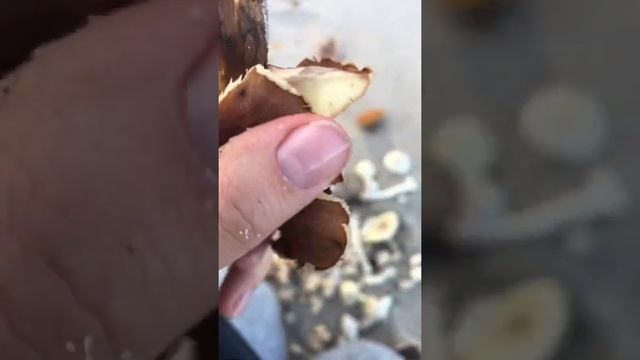 ASMR ломаю грибы смотреть онлайн