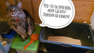 Кошка Морошка проводит испытания нового наполнителя CAT CTEP. Всё получилось!