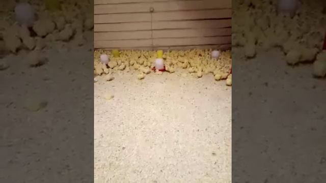 #05 - Обзор ферментных бактерий Скотный Двор для глубокой подстилки смотреть онлайн