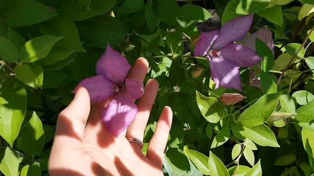 柔美的粉色系列铁线莲 clematis little duckling， pink fantasy， Margaret Hunt， Hagley hybrid смотреть онлайн