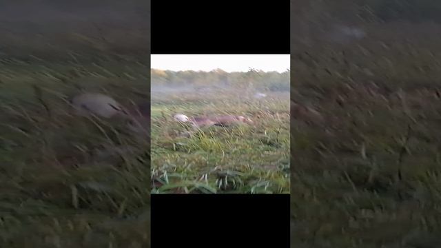 Хаски Умка на прогулке в лесу