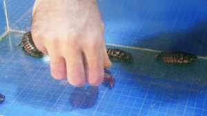 ТАРАКАН на НЕПРАВИЛЬНОМ ПИТАНИИ, что СЛУЧИЛОСЬ за ДВЕ НЕДЕЛИ?