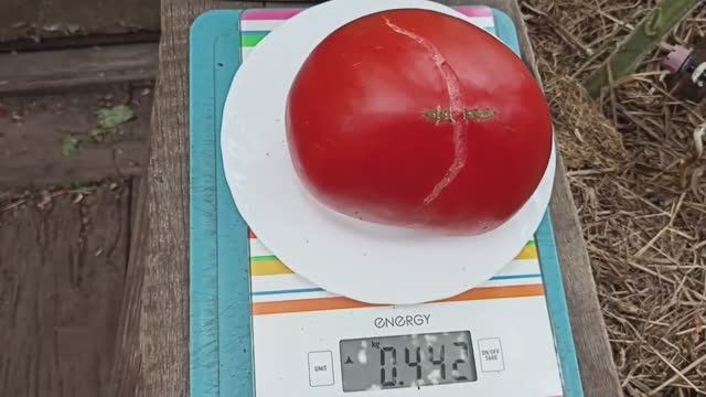 Сибирь. Обзор и дегустация томатов Подсинское чудо