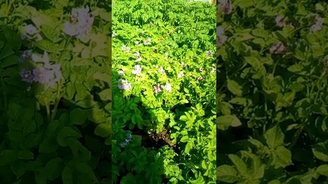 Веерное окучивание картошки.Ведро с куста.3 часть,продолжение следует. смотреть онлайн