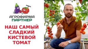 МЫ ЭТО СДЕЛАЛИ!!! НАШ САМЫЙ СЛАДКИЙ КИСТЕВОЙ ТОМАТ – БАРУХ F1