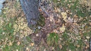 Собираем хвойный опад.