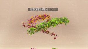 Коллекция фиточаев Enerwood Herbal Tea от NL International