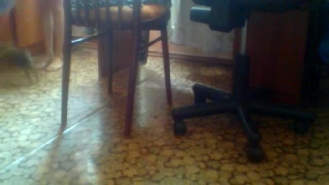 Прикол с йорком девокой 1 месяц -2 недели смотреть онлайн