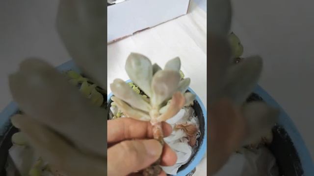 Variegated Mirinae & Cotyledon Pendens from Oppa Simoun Garden смотреть онлайн