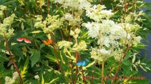 Лабазник вязолистный Вариегата (variegata) ? обзор: как сажать, рассада, саженцы лабазника Вариегат