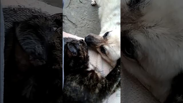 Почему кошка кусается. Кошка и собака. Деревенский вечер, посиделки. смотреть онлайн