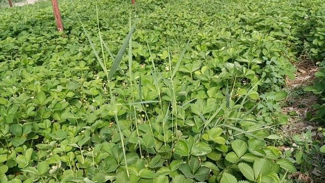 Клубника в Армении «Клери» Ранний сорт клубники(КСД) смотреть онлайн