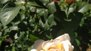 Английская роза Инглиш Гарден (English Garden) с нежно-абрикосовой расцветкой.