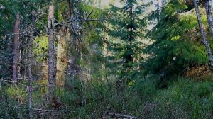 Поход в лес,укрытие в лесу,два дня походов весной.