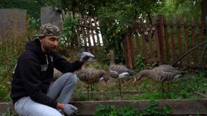 Обзор новых гусиных чучел/И в конце немного охоты на гуся